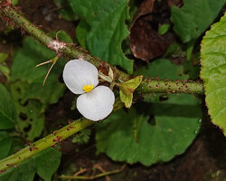 Begonia galeolepis, flat scaly hairs on stem and petiole, male flower and almost sessile hairy maturing fruit, Uraur, Kairatu, Seram, Moluccas