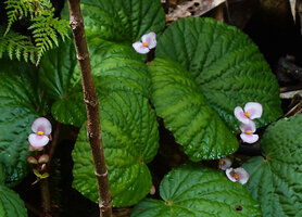 Begonia galeolepis, form with basal pink blotch on the tepals, Waisia waterfall, Seram, Moluccas