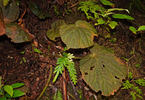 Begonia galeolepis, light brown anthocyanic form, with almost glabrous stem, Uraur, Kairatu, Seram, Moluccas