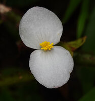 Begonia galeolepis, male flower at anthesis, Uraur, Kairatu, Seram, Moluccas