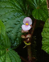 Begonia galeolepis, male flower with pink tepals, Waisia waterfall, Seram, Moluccas