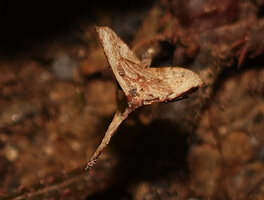 Begonia galeolepis, mature capsular fruit, Uraur, Kairatu, Seram, Moluccas