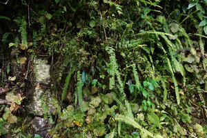 Begonia galeolepis on a vertical limestone wall with the blue Antrophyum callifolium, Nephrolepis falciformis, Rhynchoglossum obliquum, Colocasia esculenta, Selaginella canaliculata, Saleman, Seram, Moluccas
