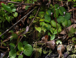 Begonia galeolepis on vertical stone bank, Waisia waterfall, Seram, Moluccas