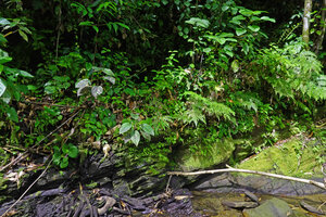 Begonia galeolepis, population on vertical  stony bank above a forest stream, Waisia waterfall, Seram, Moluccas