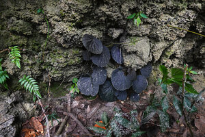 Begonia galeolepis, shiny black leaved individual at the base of a karst cliff, Seram, Moluccas
