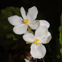 Begonia galeolepis x B. rieckei, a natural hybrid, female flowers, Uraur, Kairatu, Seram, Moluccas