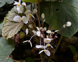 Begonia galeolepis x B. rieckei, a natural hybrid, hydatherous teeth on leaf blades and long peduncled male flowers, Uraur, Kairatu, Seram, Moluccas