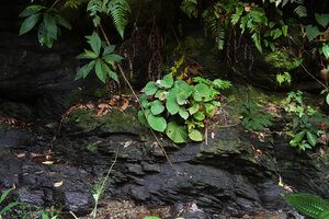 Begonia galeolepis x B. rieckei, a natural hybrid on its rocky substratum, Uraur, Kairatu, Seram, Moluccas