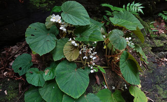 Begonia galeolepis x B. rieckei, a natural hybrid, stems initially erect then creeping on rock, female and male flowers, shiny velvety leaf blades, Uraur, Kairatu, Seram, Moluccas