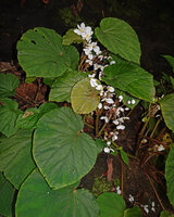 Begonia galeolepis x B. rieckei, a natural hybrid, Uraur, Kairatu, Seram, Moluccas