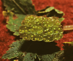 Begonia gemmipara, bulbils inside splash cups made of aggregated cataphylls, Singalila, West Bengal, India