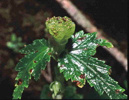 Begonia gemmipara, upright branched cataphyll receptacles for rain splash dispersal of bulbils, Singalila, West Bengal