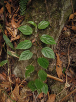 Begonia glabra climbing on a rock, Aguas Calientes, Cuzco, Peru
