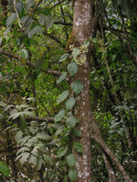 Begonia glabra climbing stem and inflorescence, Aguas Calientes, Cuzco, Peru