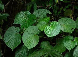Begonia gomantongensis, Danum Valley, Sabah, Borneo