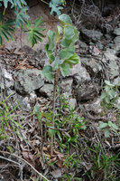 Begonia grisea, erect stem and vertically displayed leaf blades reducing the full sun impact, Chapada Diamantina, Brazil