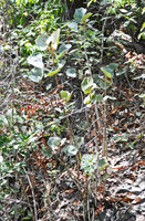 Begonia grisea in its rocky habitat, Chapada Diamantina, Brazil
