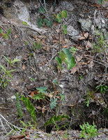 Begonia grisea, Philodendron saxicola and Anthurium affine in its rocky habitat, Chapada Diamantina, Brazil