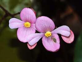 Begonia gueritziana, bright pink tepals of the male flowers, Sukau, Kinabatangan, Sabah, Borneo