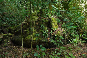 Begonia gueritziana, individuals on a karst boulder, Sukau, Kinabatangan, Sabah, Borneo