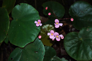 Begonia gueritziana, individual with bright pink flowers, Sukau, Kinabatangan, Sabah, Borneo