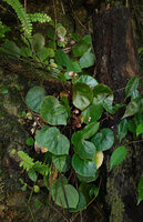 Begonia gueritziana, individual with pink flowers, Sukau, Kinabatangan, Sabah, Borneo