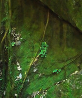 Begonia gueritziana on overshaded moss and algae covered vertical rock at cave entrance, Poring, 500 m asl, Kinabalu NP, Sabah, Borneo