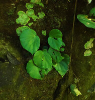 Begonia gueritziana on vertical rock at cave entrance, Poring, 500 m asl, Kinabalu NP, Sabah, Borneo