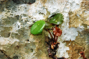 Begonia gutierrezii, base detail, Tabon Cave, Lipuun Point, Palawan, Philippines