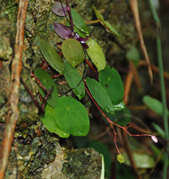 Begonia gutierrezii, leaves, flowers and fruit, Tabon Cave, Lipuun Point, Palawan, Philippines