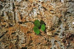 Begonia gutierrezii, Tabon Cave, Lipuun Point, Palawan, Philippines