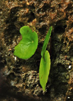 Begonia gutierrezii, marginal hydathodes view, Lipuun Point, Palawan, Philippines