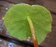 Begonia gutierrezii, under leaf surface with marginal hairs