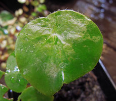 Begonia gutierrezii, upper leaf surface with marginal hairs