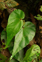 Begonia harauensis, Harau valley, West Sumatra