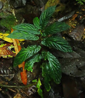 Begonia harlingii in perhumid forest understory, Mashpi FR, Pichincha, Ecuador