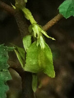 Begonia harlingii, maturing fruit, Mashpi FR, Pichincha, Ecuador