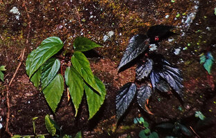 Begonia hatacoa, plain green and blackish leaf forms side by side on vertical seeping rock, Yuksom, Sikkim