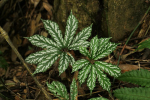 Begonia hemsleyana, silver refractive white spotted leaf form, Nam Cang, Sapa, Vietnam