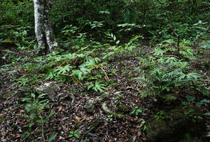 Begonia heracleifolia, population on limestone rocky soil, Aguateca, Petexbatun, Peten, Guatemala