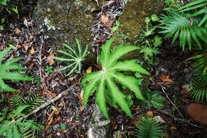 Begonia heracleifolia, the cryptic disruptive brown colour of leaf margins disappears as the leaves become mature, Aguateca, Petexbatun, Peten, Guatemala