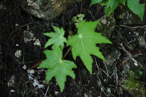 Begonia heracleifolia, young individual on vertical limestone rocky bank, Aguateca, Petexbatun, Peten, Guatemala