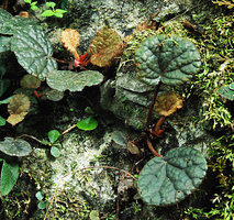 Begonia hinnamnoensis close up, on mossy vertical limestone rock, observed during the 2012  Canopy Raft expedition, Phou Hin Poun, Khammouane, Laos