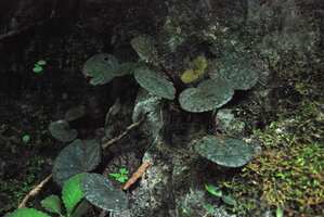 Begonia hinnamnoensis on karst, Phou Hin Poun NBCA, Khammouane, Laos