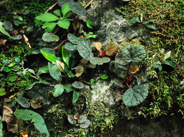 Begonia hinnamnoensis on mossy vertical limestone rock, observed during the 2012  Canopy Raft expedition, Phou Hin Poun, Khammouane, Laos