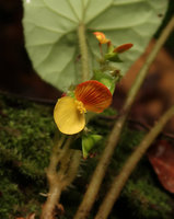 Begonia hirsutula, female flower, Ebodje, Campo, Cameroon