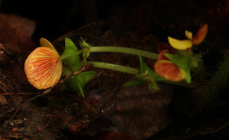 Begonia hirsutula, female flowers, Ebodje, Campo, Cameroon