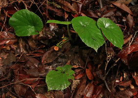 Begonia hirsutula in habitat, peltate leaves and inflorescence at the base, Ebodje, Campo, Cameroon