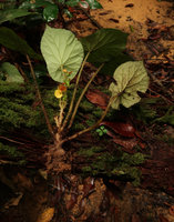 Begonia hirsutula in habitat, peltate leaves and inflorescence, Ebodje, Campo, Cameroon
